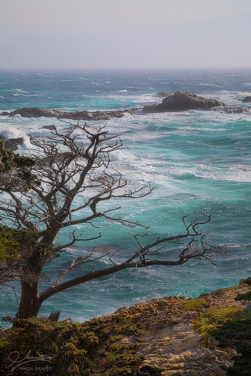 Point Lobos, Carmel | 